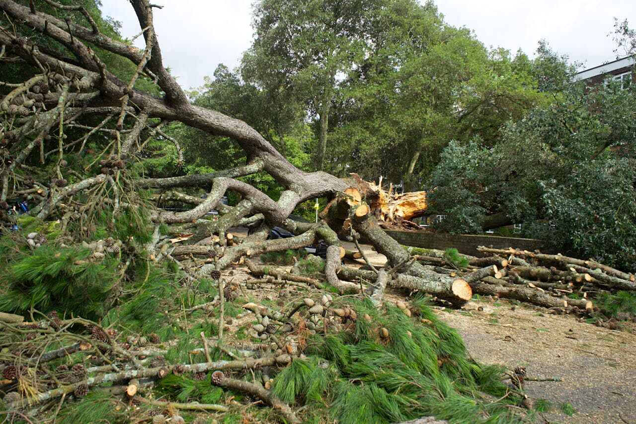 Best Tree Trimming Near Me  in USA